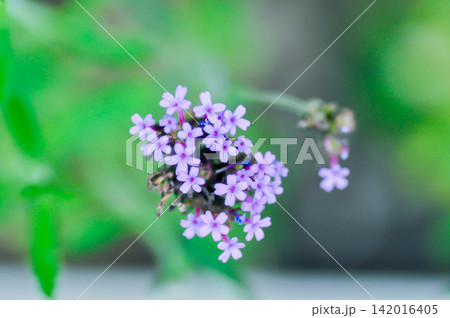 Verbena bonariensis or Vervain or Verbenaceae or Verbena officinalis or purple flower or purpletop vervain Verbena bonariensis or Vervain or Verbenaceae or Verbena officinalis or purple flower or purpletop vervain 142016405
