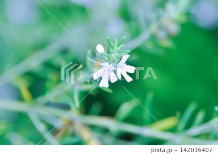 Coastal Rosemary, Cunila fruticosa or Native Rosemary or  Westringia fruticosa Smokey or Westringia fruticosa Willd Druce or white flower 142016407