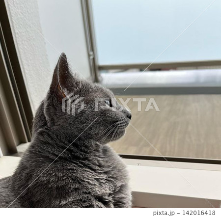 窓辺で外を眺める猫の横顔 142016418