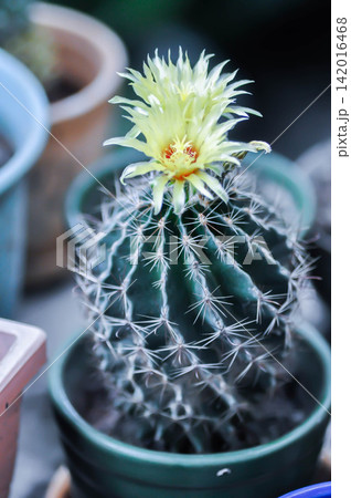 Thelocactus setispinus or Ferocactus hamatacanthus , Miniature Barrel Cactus flower or yellow flower or cactus flower Thelocactus setispinus or Ferocactus hamatacanthus , Miniature Barrel Cactus flower or yellow flower or cactus flower 142016468