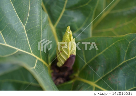 Fiddle Leaf Fig New Leaf Bud Macro Photography Fiddle Leaf Fig New Leaf Bud Macro Photography 142016535