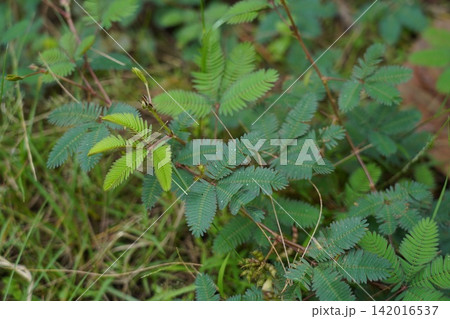 Close Up of Mimosa Pudica Sensitive Plant Leaves Close Up of Mimosa Pudica Sensitive Plant Leaves 142016537
