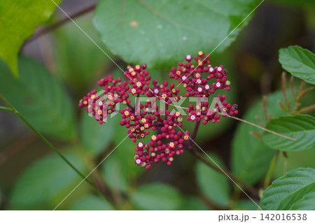 Vibrant Red Leea Rubra Flower Buds Amidst Green Foliage Vibrant Red Leea Rubra Flower Buds Amidst Green Foliage 142016538