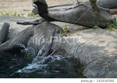 Energetic Sea Lion Dive Into Cool Water Habitat Energetic Sea Lion Dive Into Cool Water Habitat 142016568