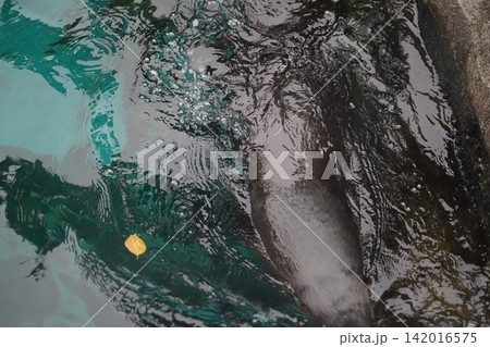 Manatee Swimming Underwater in Shimmering Water Manatee Swimming Underwater in Shimmering Water 142016575