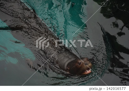 Sea Lion Swimming Gracefully Through Dark Water Sea Lion Swimming Gracefully Through Dark Water 142016577