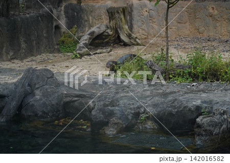 Oriental Small Clawed Otter Emerging From Water 142016582