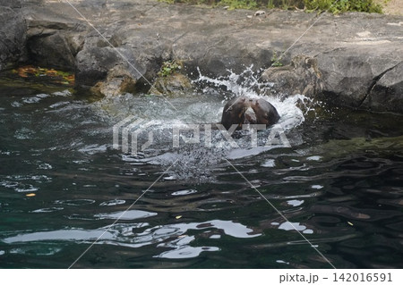 Energetic Giant Otter Splashing and Playing in Water Energetic Giant Otter Splashing and Playing in Water 142016591