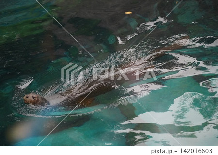 Majestic Sea Lion Swimming in Clear Blue Water Majestic Sea Lion Swimming in Clear Blue Water 142016603