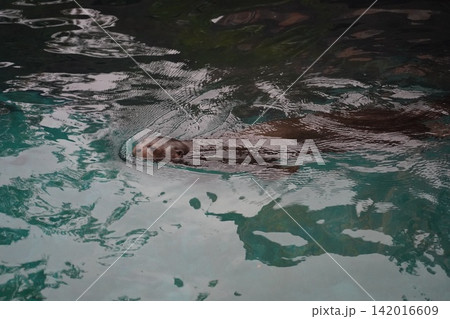 Curious California Sea Lion Swims Playfully in Water Curious California Sea Lion Swims Playfully in Water 142016609