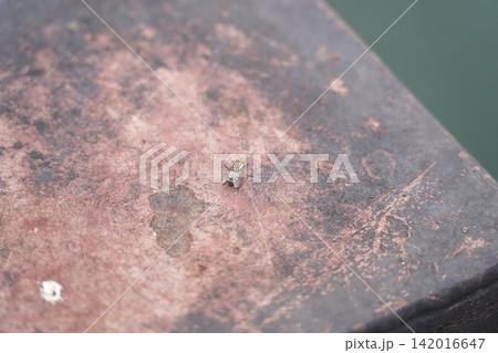 Close up of a house fly on a rustic surface 142016647