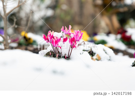 冬の雪の中に咲く赤い花 冬の雪の中に咲く赤い花 142017198