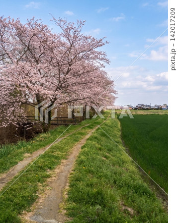 満開の桜のある田舎の風景 142017209