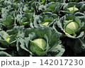 キャベツ畑 142017230
