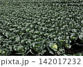 キャベツ畑 142017232