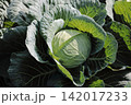 キャベツ畑 142017233