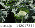 キャベツ畑 142017234