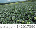 キャベツ畑 142017390