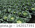 キャベツ畑 142017391