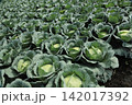 キャベツ畑 142017392