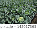 キャベツ畑 142017393