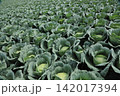 キャベツ畑 142017394