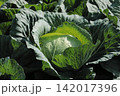 キャベツ畑 142017396
