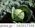 キャベツ畑 142017398