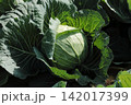 キャベツ畑 142017399
