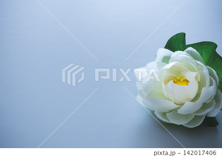 白い蓮の花の背景素材 喪中はがき 白い蓮の花の背景素材 喪中はがき 142017406