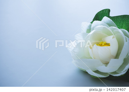 白い蓮の花の背景素材 喪中はがき 白い蓮の花の背景素材 喪中はがき 142017407