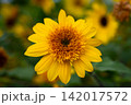 向日葵 142017572