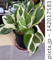 白斑入りの美しい観葉植物の葉 142017583