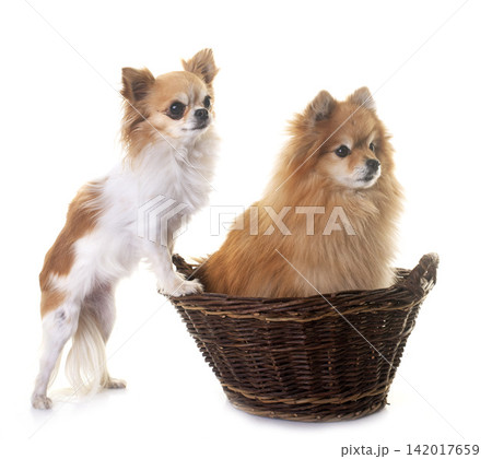 pomeranian and chihuahua in studio pomeranian and chihuahua in studio 142017659