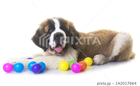 puppy saint bernard puppy saint bernard 142017664