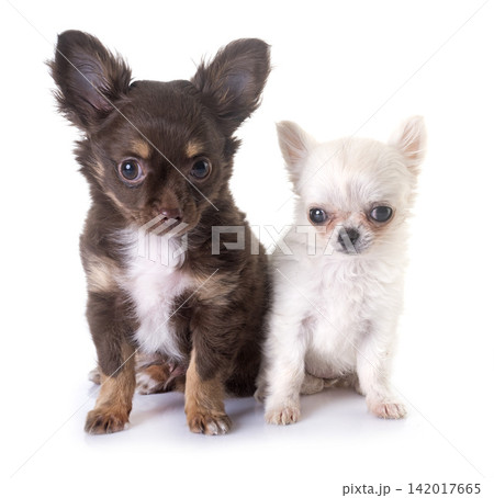 puppies chihuahua in studio puppies chihuahua in studio 142017665