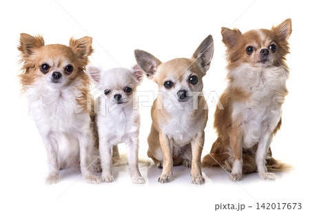 group of chihuahuas group of chihuahuas 142017673