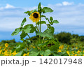 夏の花のある風景 142017948