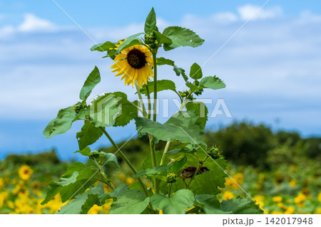 夏の花のある風景 夏の花のある風景 142017948