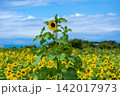 夏の青い空とひまわり畑 142017973