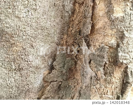 bark of tree 142018348