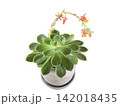 花を咲かせたエケベリア(多肉植物)のアップ 142018435