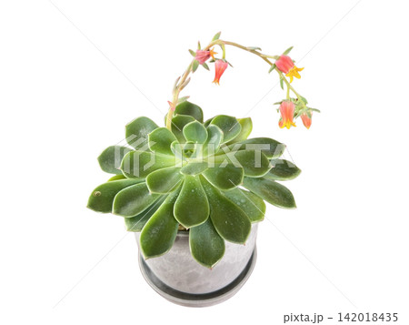 花を咲かせたエケベリア(多肉植物)のアップ 花を咲かせたエケベリア(多肉植物)のアップ 142018435