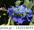 鮮やかな青い紫陽花のクローズアップ 142018649