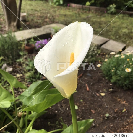 雨上がりの白いカラーの花 雨上がりの白いカラーの花 142018650