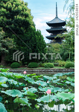 東寺の五重塔を背景に咲くピンクの蓮 142018654