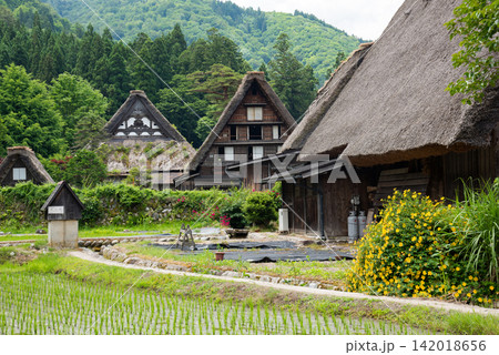 白川郷　合掌造り風景 142018656