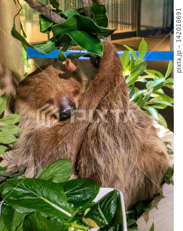 ナマケモノの親子　母親に抱かれて眠る赤ちゃんと緑豊かな熱帯植物 142018691
