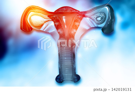 Anatomy of female reproductive system Anatomy of female reproductive system 142019131