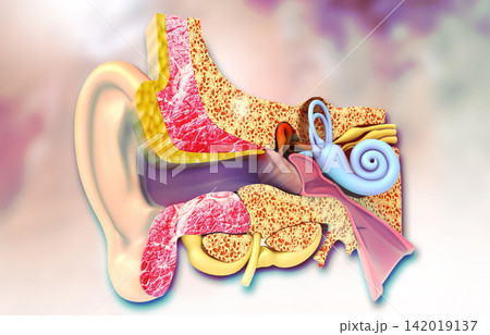 Cross-section of the human ear Cross-section of the human ear 142019137
